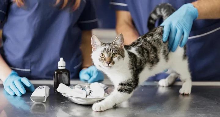 【泌尿道專題I】貓咪的泌尿道保健與照護