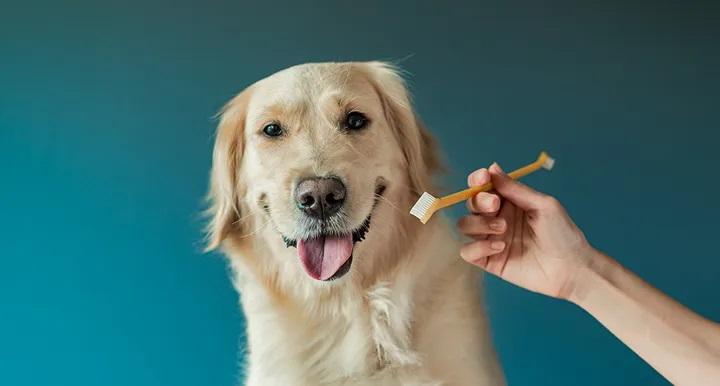 【口腔專題I】狗狗牙齒的秘密