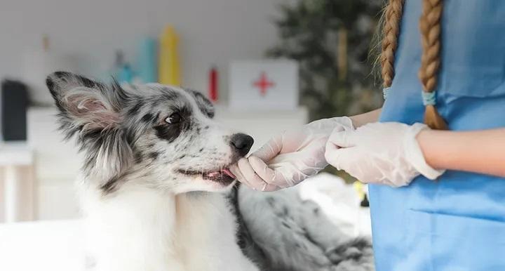 【口腔專題II】 狗狗口臭該怎麼辦